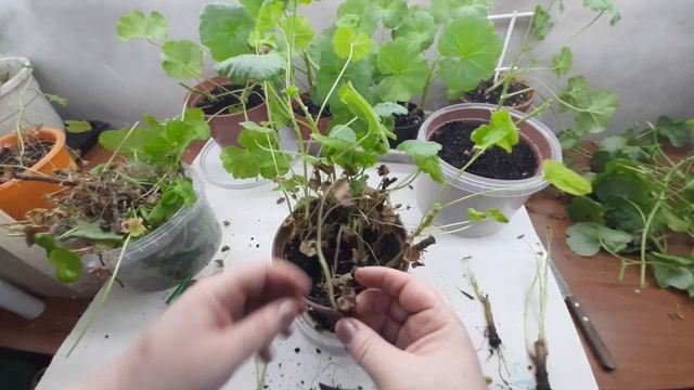 Как сохранить черенки пеларгонии до весны/ осенью пригодится/ смотреть онлайн
