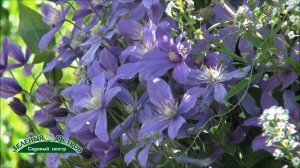 Клематисы. Клематисы какой группы обрезки  выбрать для Урала и Сибири.