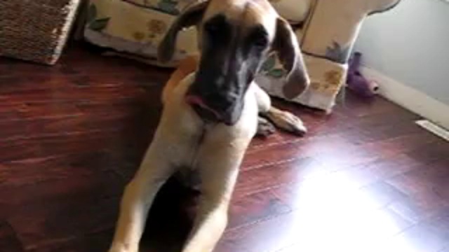 Ленивая собака смотреть онлайн