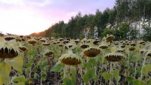 Гибрид подсолнечника Гранд Стар 50. Демо участок, Оренбургская обл., Грачевский р-н , с. Подлесный