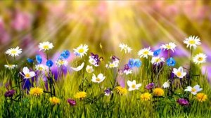 Природа футаж