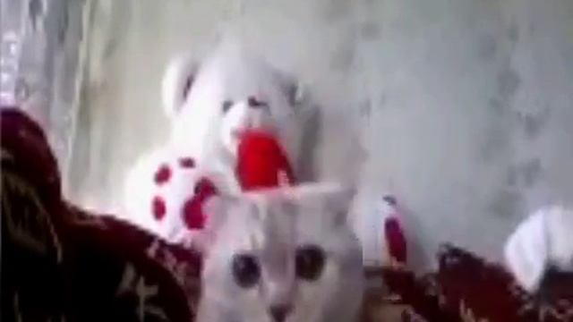 кот танцует 1 смотреть онлайн