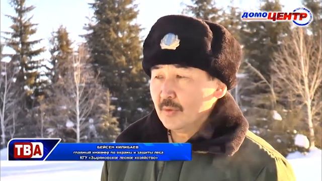 24 часа 12.12.18 Незаконная порубка хвойных деревьев смотреть онлайн