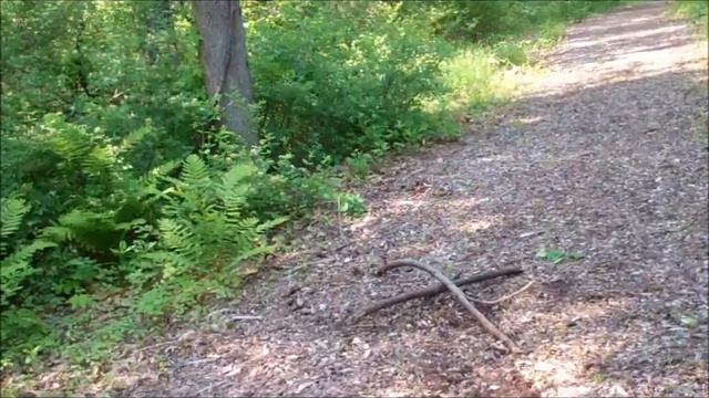 A Candy Land Adventure