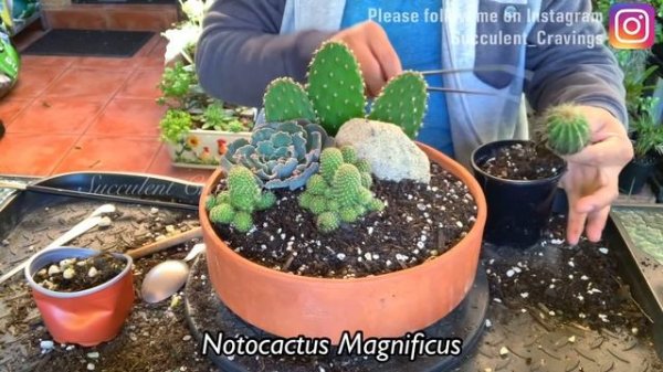 Cacti and Succulents Arrangement in Terracotta Pot