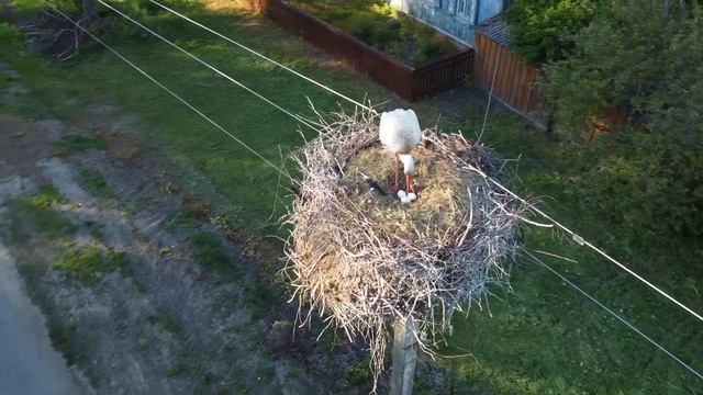 река Ипуть Новозыбковский район смотреть онлайн