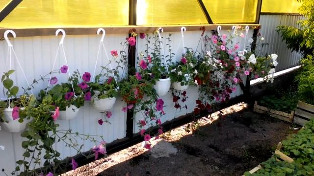 50 погонных метров цветущих петуний в кашпо смотреть онлайн