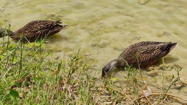 A pair of mottled ducks eating in water on lake shore смотреть онлайн