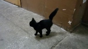 Котёнок Уголек