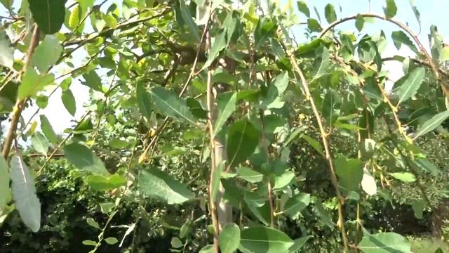 Крым. Формирование плакучей кроны у привитых деревьев смотреть онлайн