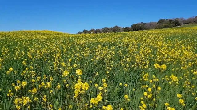 Vivaldi: Trio Sonata in Bb Major, RV 77