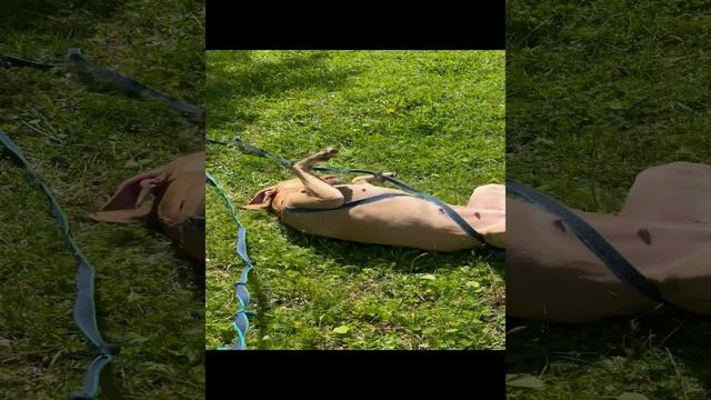 Балдеет питбуль смотреть онлайн