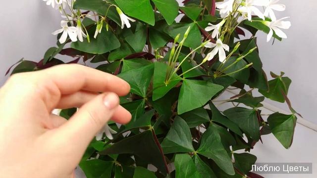 Монолог про цветок - Кислица треугольная зеленая (Oxalis triangularis) смотреть онлайн