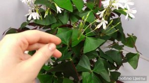 Монолог про цветок - Кислица треугольная зеленая (Oxalis triangularis)