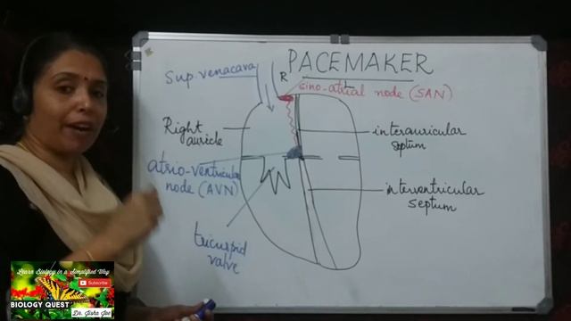 Pacemaker - Sinoatrial Node | Class 10 ICSE Biology | Dr. Jisha Joe | Biology Quest смотреть онлайн
