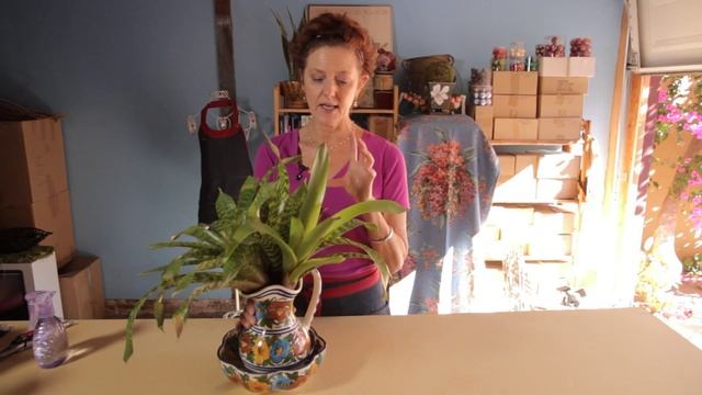 How to Water Bromeliads : Gardening With Flowers & Succulents смотреть онлайн