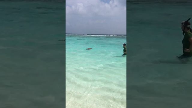 Maldives coco palme смотреть онлайн