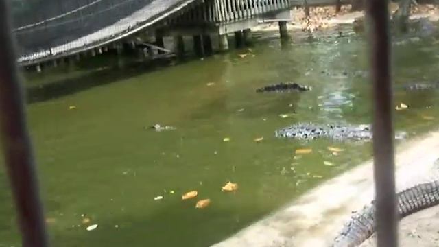 Angry Alligators смотреть онлайн
