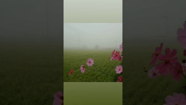 Космея или просто космос. Выращиваю этот цветок на своем участке. смотреть онлайн