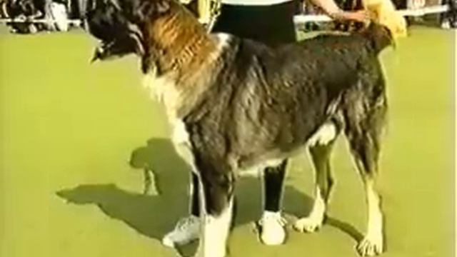 АЗИАТ 2000, Часть 3-я