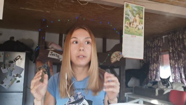 Что делать, если собака Петросянит. Или почему у доберманов хреновое чувство юмора. смотреть онлайн