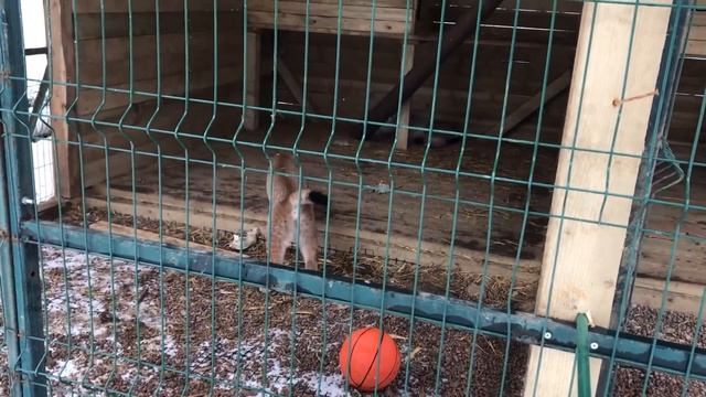 РЫСИ ПРОТИВ КРЫС / Стая игрушек для рысей и запасливый Мартин смотреть онлайн