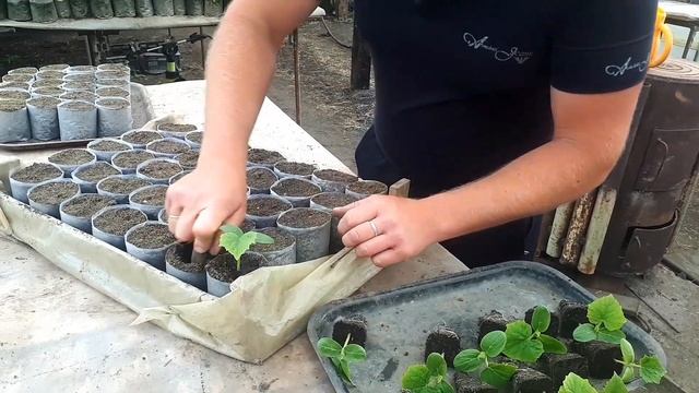 ОГУРЦЫ. Следующий шаг после посева семян смотреть онлайн
