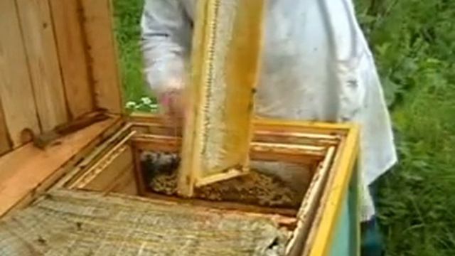 Пчеловодство в Псковской области смотреть онлайн