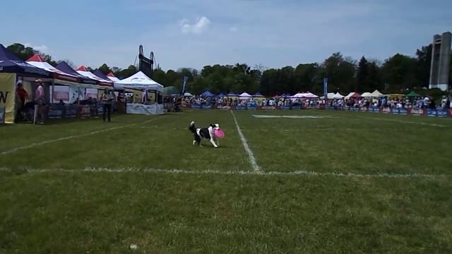 Latające Psy Poznań 2017 ThrowNGo1 Weronika & Panda смотреть онлайн