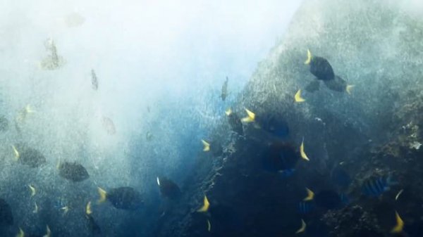 Fregate Island - Underwater Film