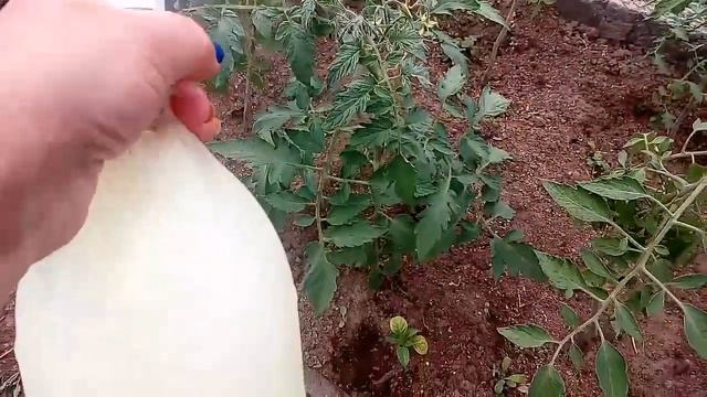 Заворачиваются листья на помидорах - чудо средство самое народное молочная сыворотка смотреть онлайн