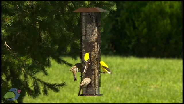 Кормушка для диких птиц с защитой от белок от Perky Pet - Squirrel Be Gone. Кобрако.ру смотреть онлайн