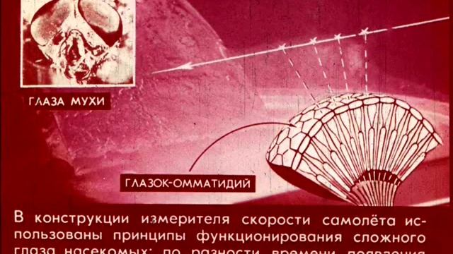 Физика и живая природа. Бионика смотреть онлайн