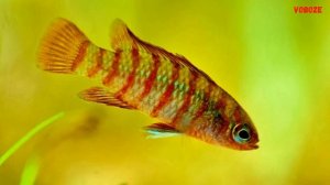 Дарио Бадис Скарлет. Рыбка для маленького аквариума