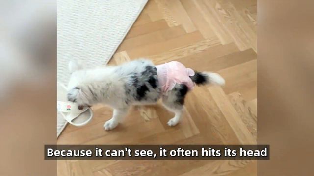 Innately Blind, Abandoned by Owner, Little Dog Unable to Survive– I Want to Give It the Best Surger смотреть онлайн