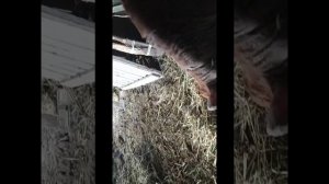 Применяем йод для овец