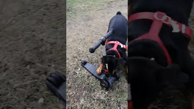 Ротвейлер САРБОНА и любимый САМОКАТ ??? смотреть онлайн