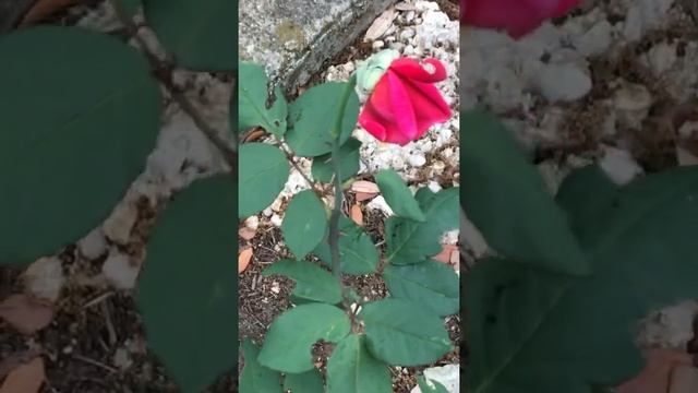 MISTER LINCOLN Rose (Hybrid Tea) смотреть онлайн