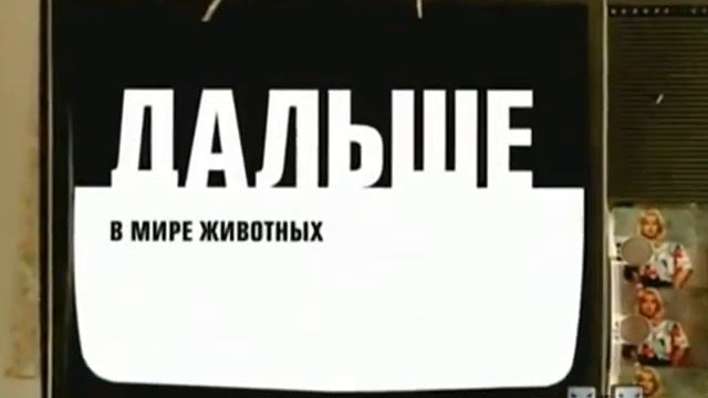 2х2 Дальше В мире животных смотреть онлайн