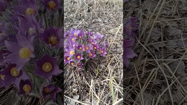Весенние цветы в лесу. #цветы #весна #первоцвет #flower #garden #flowers смотреть онлайн