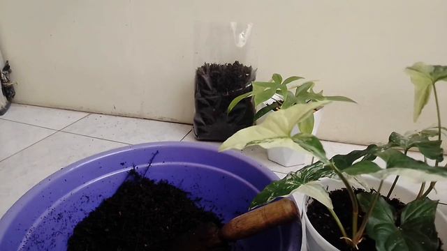 Perbanyakan Bibit Melano Crysum || Florida Ghost Mint || Syngonium Varigata Albo смотреть онлайн