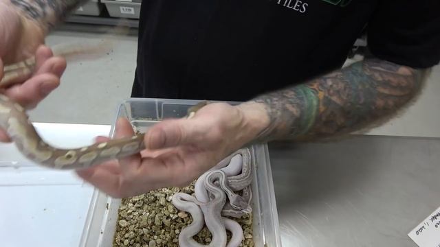 Amazing Ball Python Clutch Update!! Look At These Babies!! смотреть онлайн