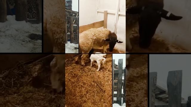 Овцы,Черноголовый Дорпер. Dorper sheep.Мясная порода овец смотреть онлайн