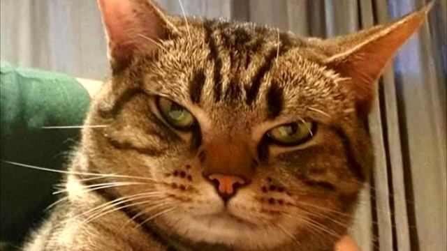 При помощи скрытой камеры хозяин раскрыл коварный ночной план его кота смотреть онлайн