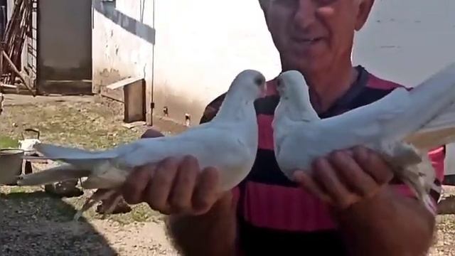 сельские голуби.15 05 2021г,в гостях у Владимира Михайловича. смотреть онлайн