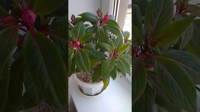 лайфхак. бальзамин новогвинейский смотреть онлайн