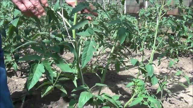 ПОМИДОРЫ в теплице: посадка, пасынкование, подвязка, подкормка смотреть онлайн