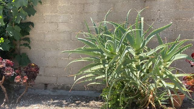 Aloe Arborescens