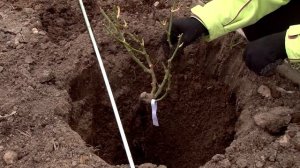 Как сажать розы с открытой корневой системой  весной