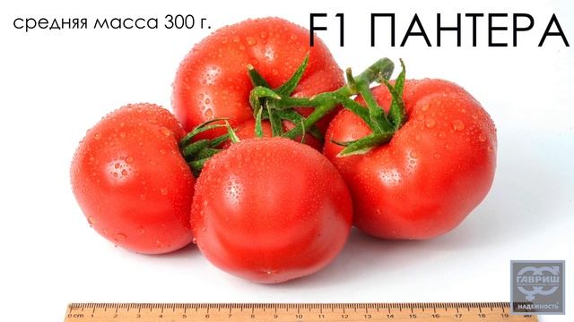 Томат F1 Пантера. Профессиональные семена Гавриш смотреть онлайн